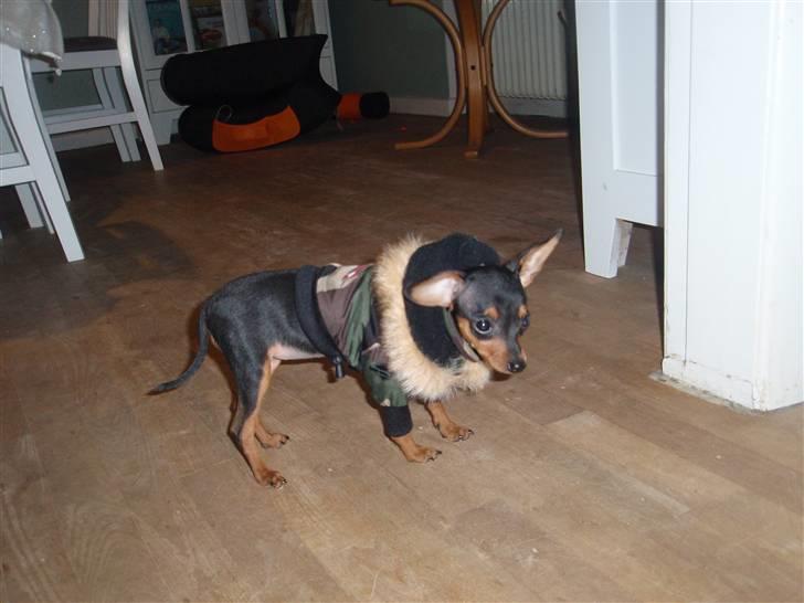 Dvaergpinscher dudu *DØD* billede 8