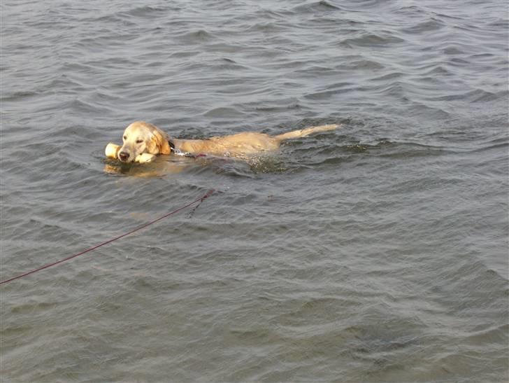 Labrador retriever Freja billede 2