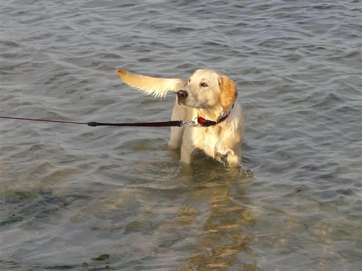 Labrador retriever Freja billede 3