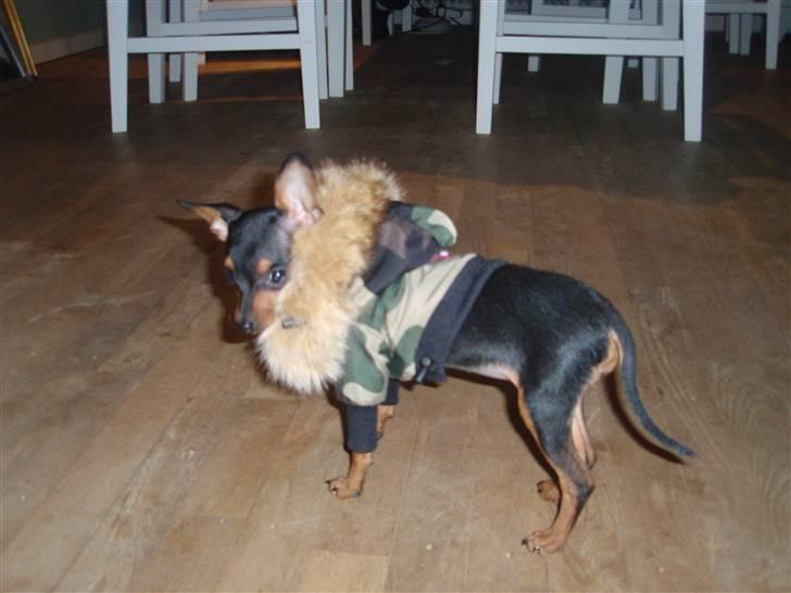 Dvaergpinscher dudu *DØD* billede 9