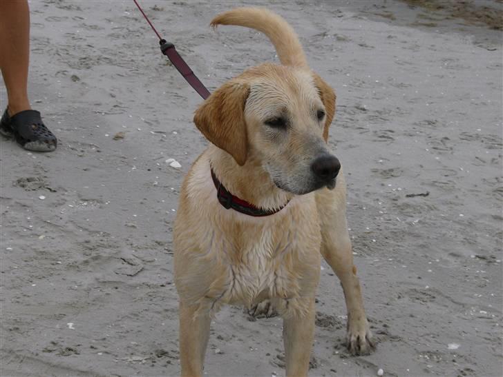 Labrador retriever Freja billede 4