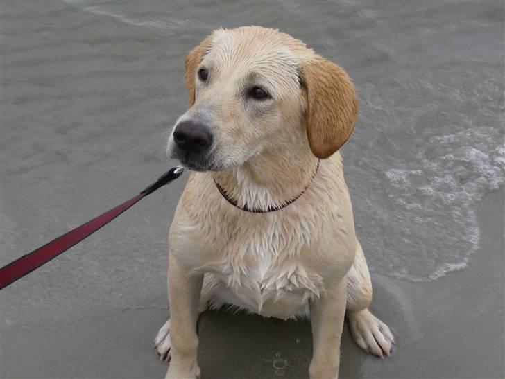 Labrador retriever Freja billede 5