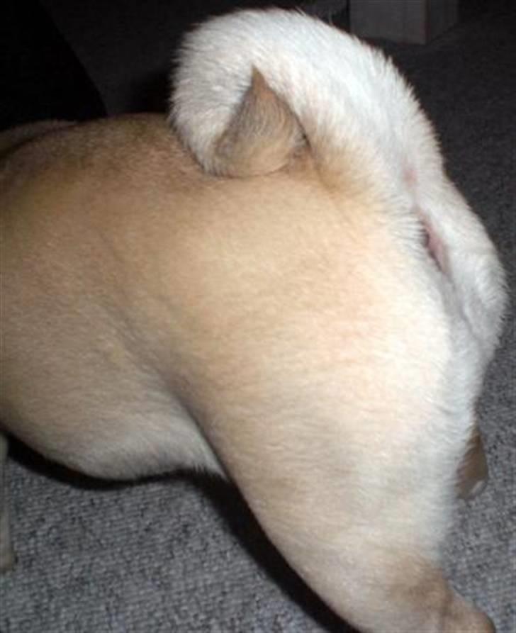 Mops Tulle - Tulle løber så hurtigt at man ofte kun får bagen med tihi billede 2