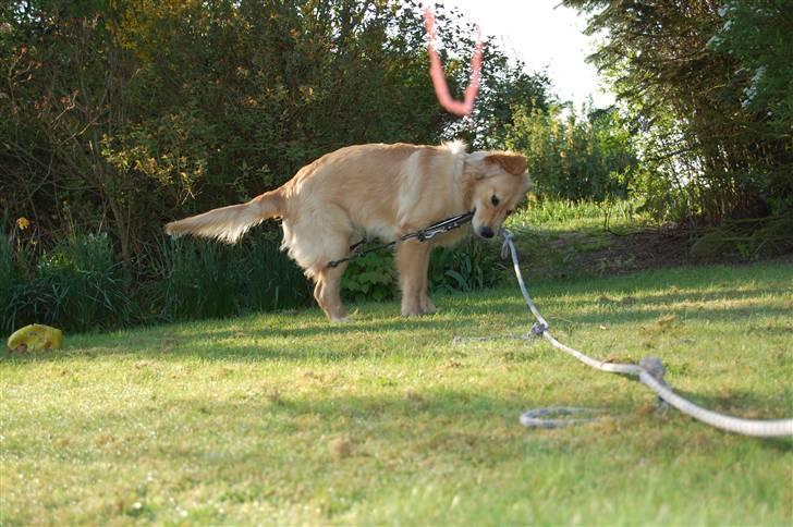 Golden retriever Futte | Himmel- Prinssen billede 7