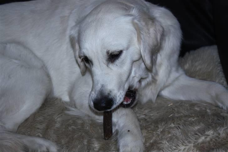 Golden retriever Nova - Det er altså ikke alt, der kan spises, men dem her, de er såh go billede 15