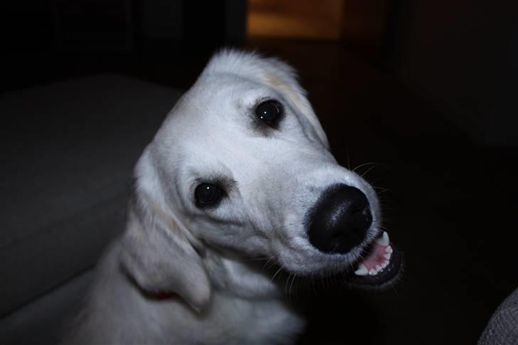 Golden retriever Nova - Harj harj moar - Jeg kan også lege supermodel billede 16