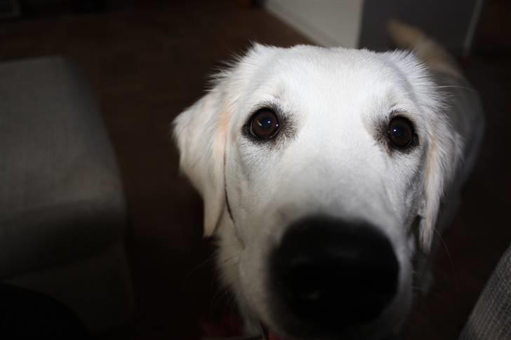 Golden retriever Nova - Må jeg også være med? billede 17