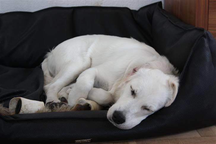 Golden retriever Nova - Shh jeg sover (men jeg er altså slet ikke så lille, som jeg ser ud. Jeg gør mig bare lille billede 18