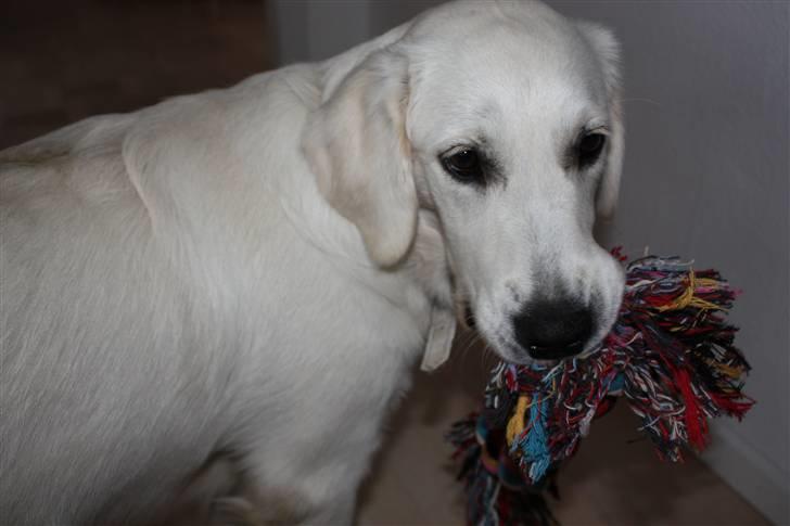 Golden retriever Nova - Mit først reb, er det ikke fint? billede 19