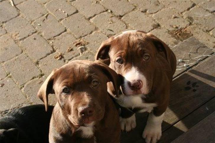 Blanding af racer Luna billede 6