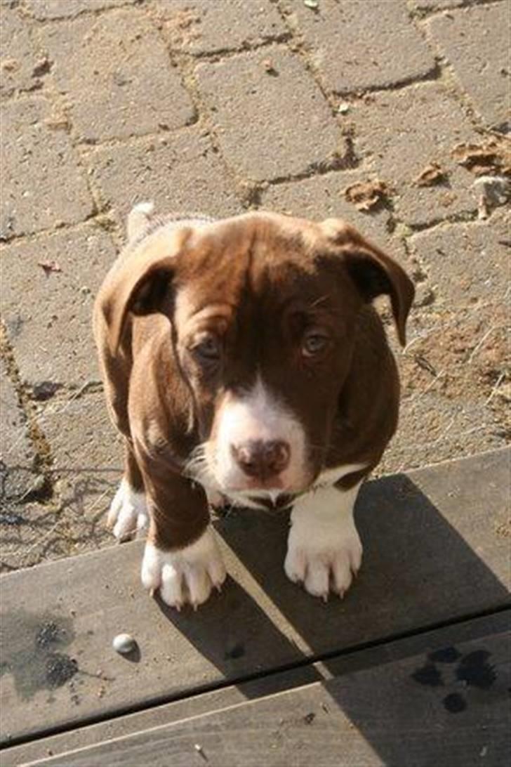 Blanding af racer Luna billede 7