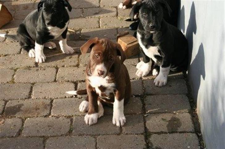 Blanding af racer Luna billede 8