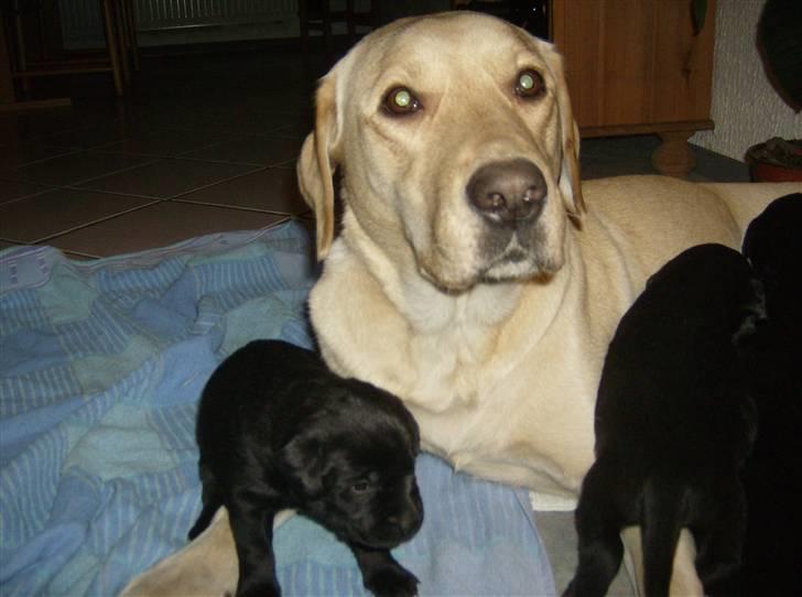 Labrador retriever Tinka - tinka pige med hendes søde hvalpe billede 17