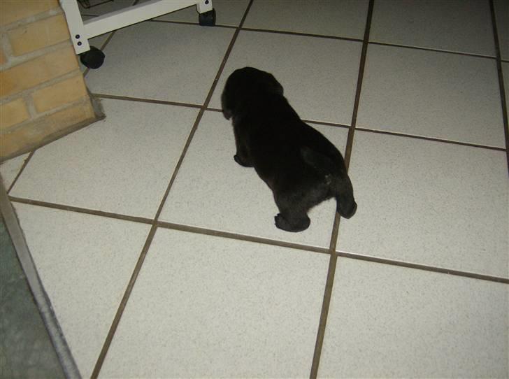 Labrador retriever Molly ^SOLGT^ billede 9