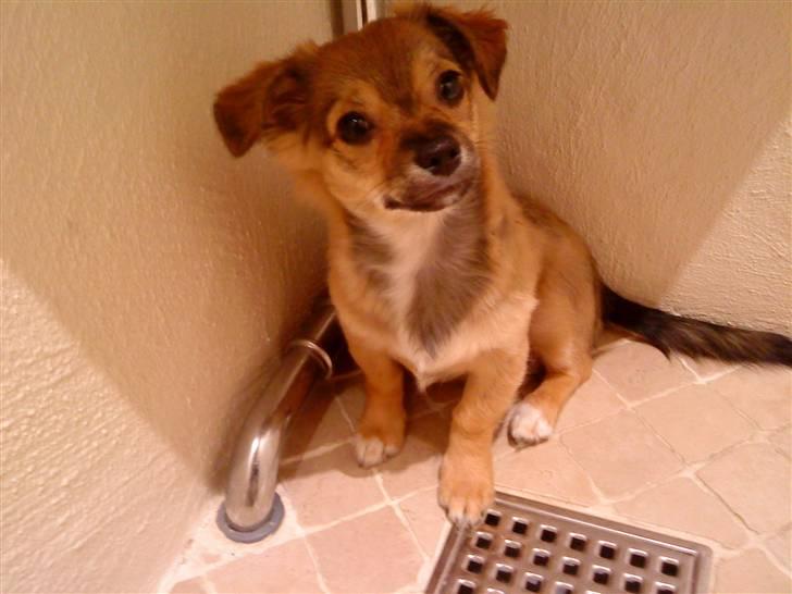 Chihuahua Gucci - Gucci der bare sidder og kigger billede 16