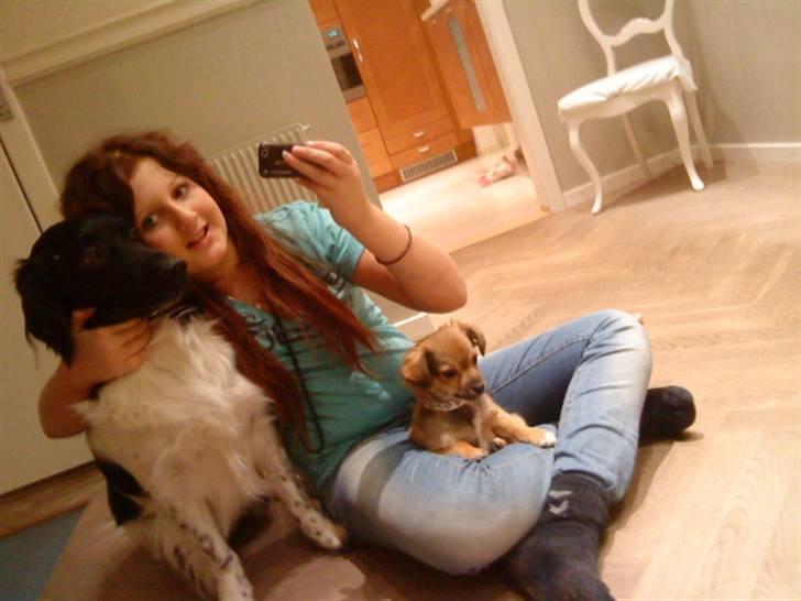 Chihuahua Gucci - LIDT GAMMELT Gucci, Amigo & Mig der rigtigt hygger os sammen (: <33 billede 17