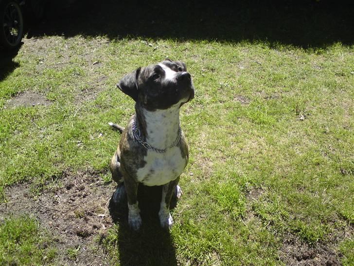 Blanding af racer Oompa - Se hvor sød jeg er =) billede 1