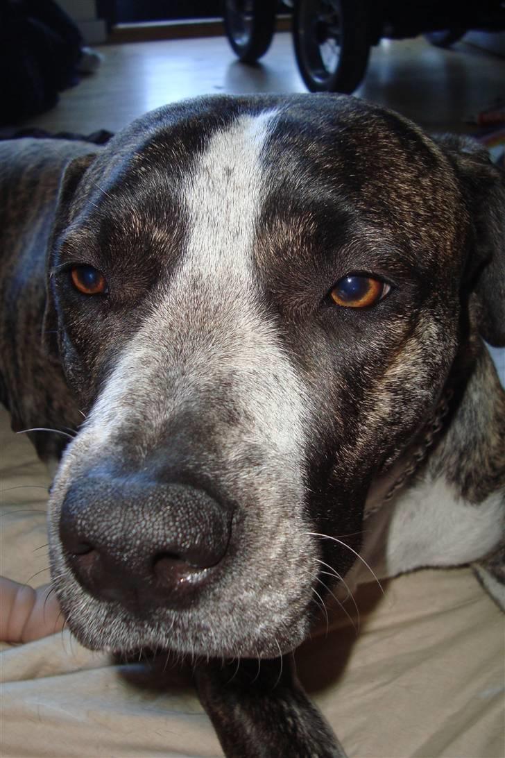 Blanding af racer Oompa - =) billede 2