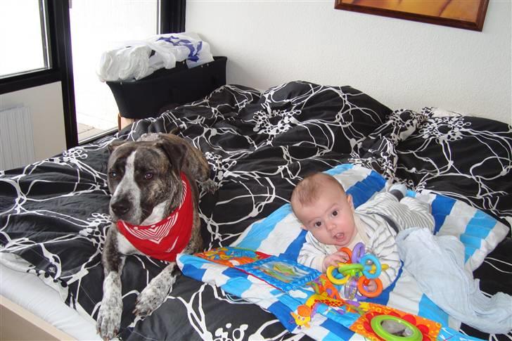 Blanding af racer Oompa - Hygger med lillebror =) billede 3