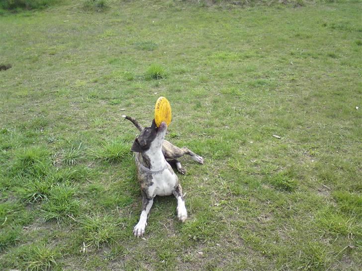 Blanding af racer Oompa - Bliv nu færdig med a tage billeder =) billede 4