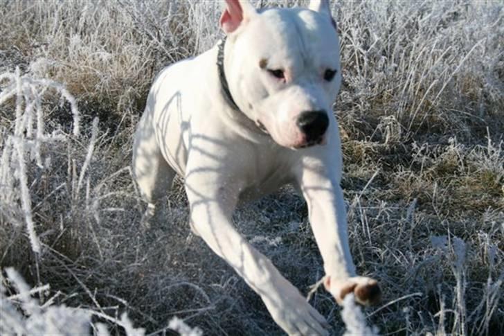 Amerikansk bulldog White Angel´s Ghost billede 13