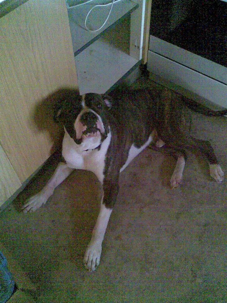 Amerikansk bulldog Armani **SOLGT** billede 5