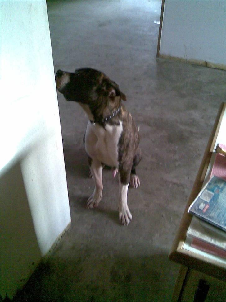 Amerikansk bulldog Armani **SOLGT** billede 6