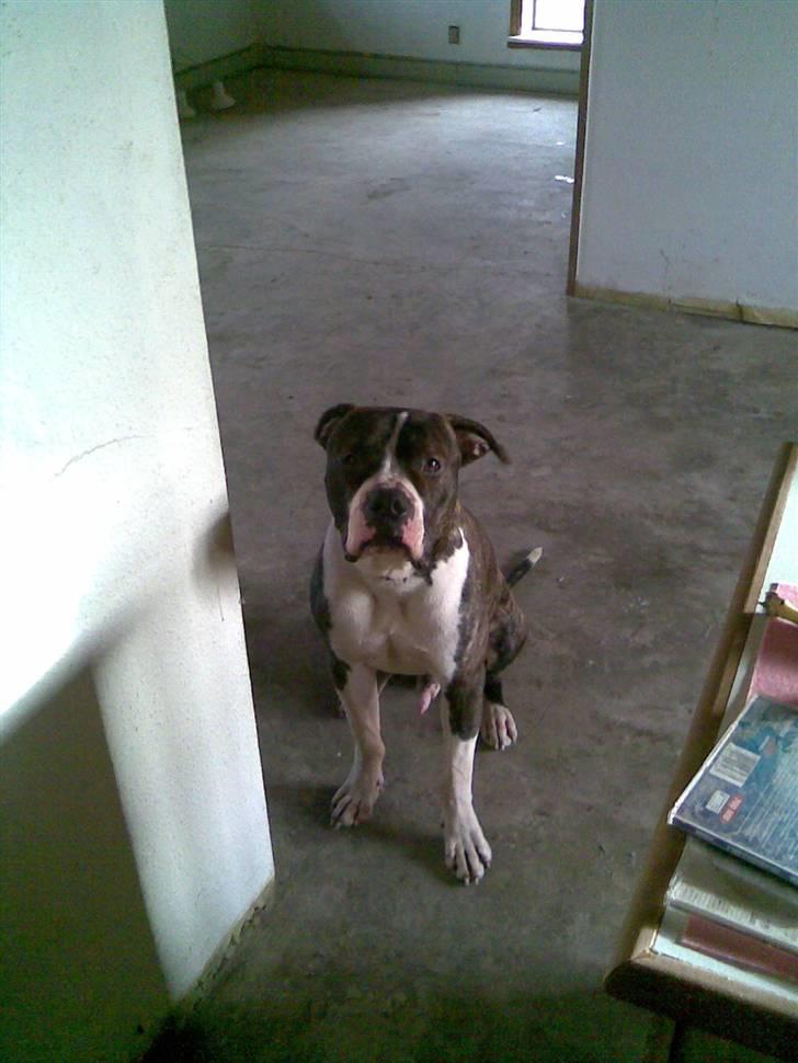 Amerikansk bulldog Armani **SOLGT** billede 7