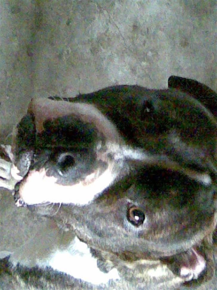 Amerikansk bulldog Armani **SOLGT** billede 8