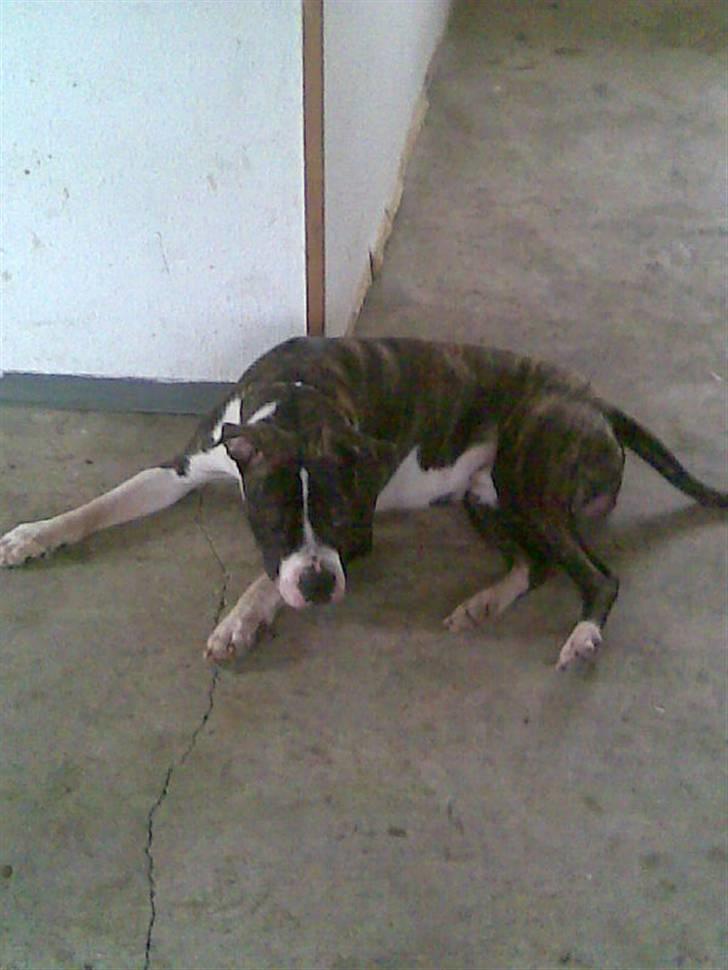 Amerikansk bulldog Armani **SOLGT** billede 9