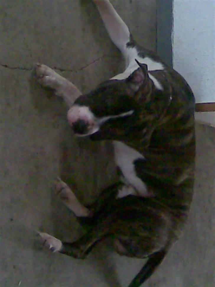 Amerikansk bulldog Armani **SOLGT** billede 10