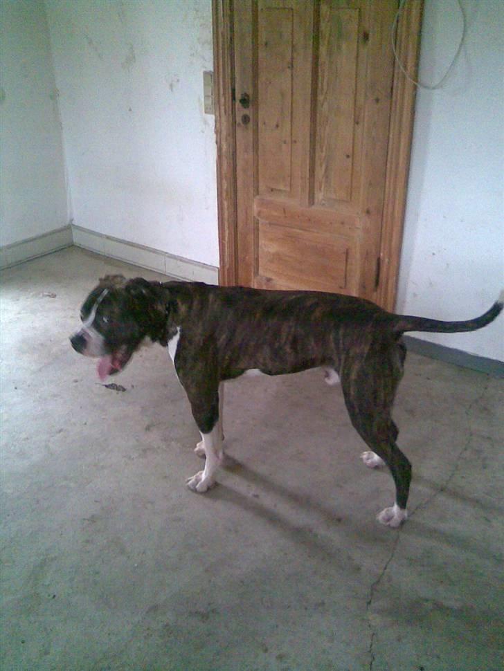 Amerikansk bulldog Armani **SOLGT** billede 11