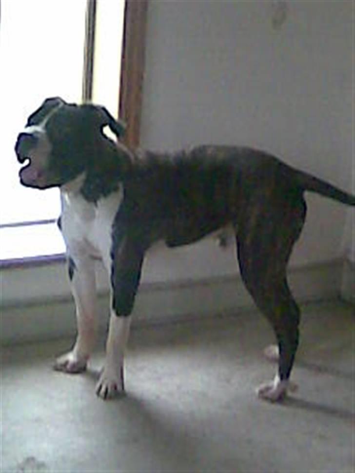 Amerikansk bulldog Armani **SOLGT** billede 12