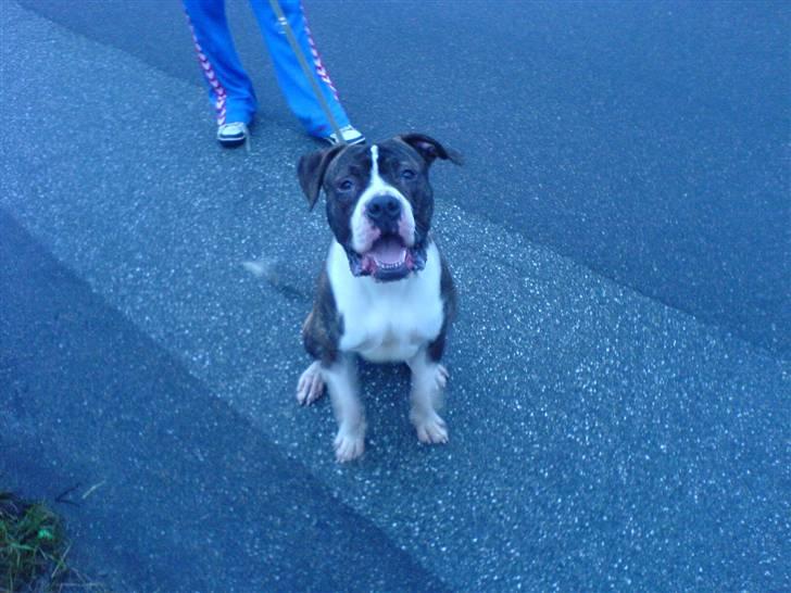 Amerikansk bulldog Armani **SOLGT** billede 13