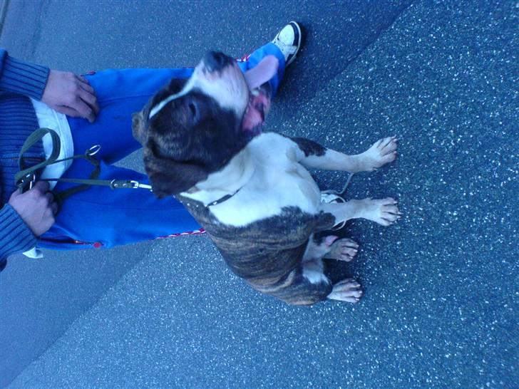 Amerikansk bulldog Armani **SOLGT** billede 14