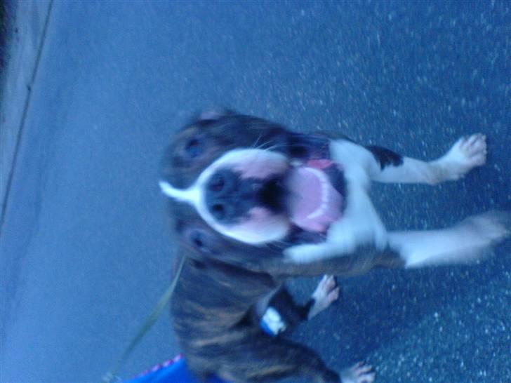 Amerikansk bulldog Armani **SOLGT** billede 16