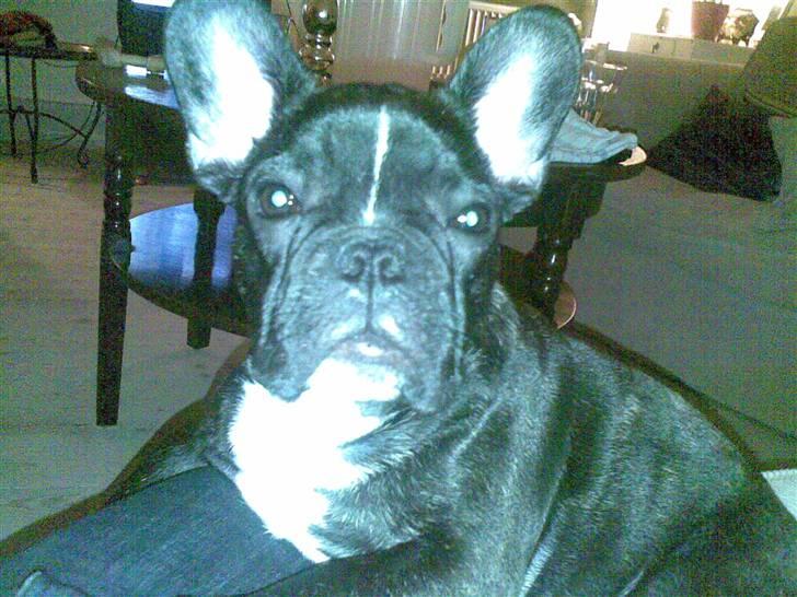 Fransk bulldog ozzy billede 12