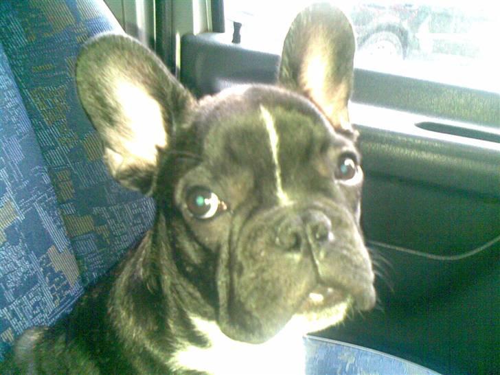 Fransk bulldog ozzy billede 13