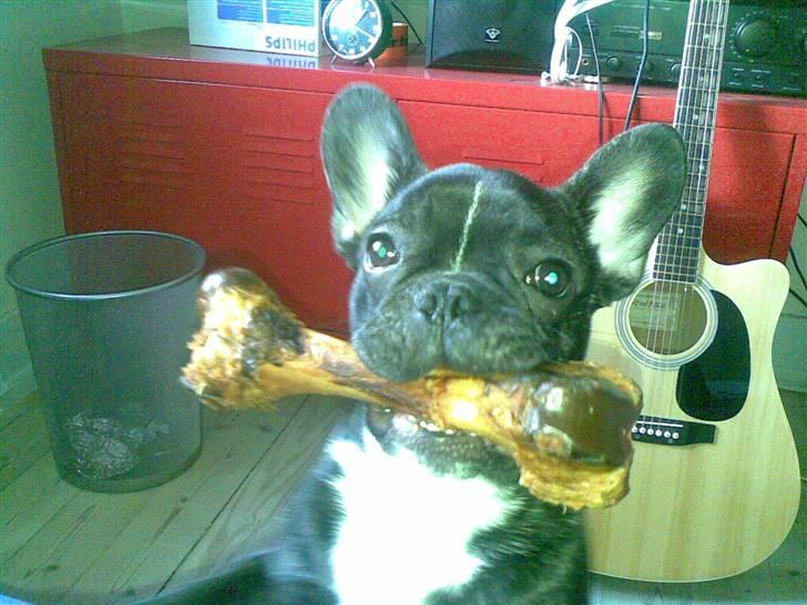 Fransk bulldog ozzy - har lige fået nyt kødben billede 14