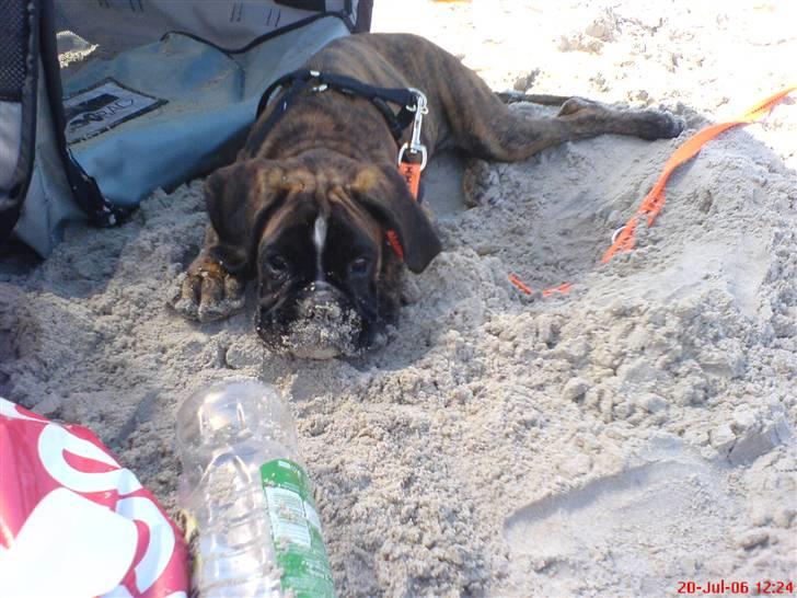 Boxer Ana billede 11