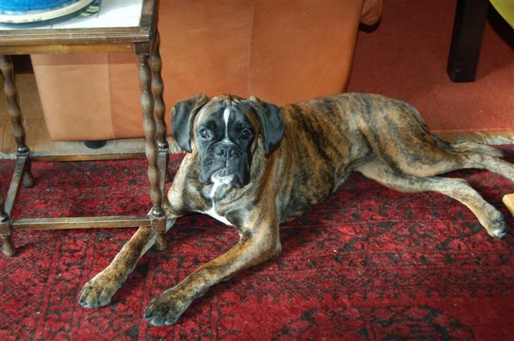 Boxer Ana billede 12