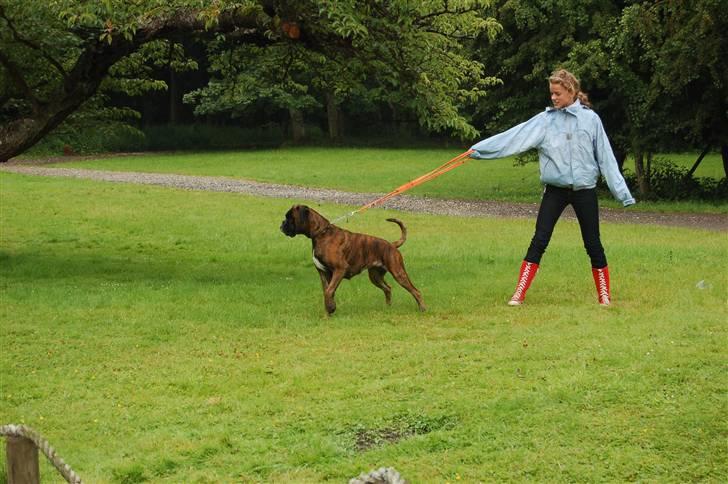 Boxer Ana billede 13
