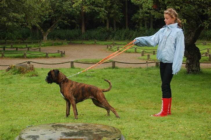 Boxer Ana billede 14