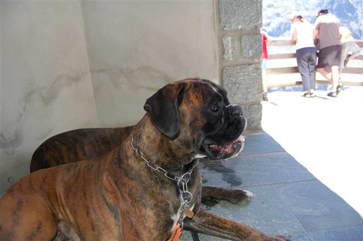 Boxer Ana billede 15