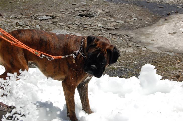 Boxer Ana - Uhm!! SNE billede 16