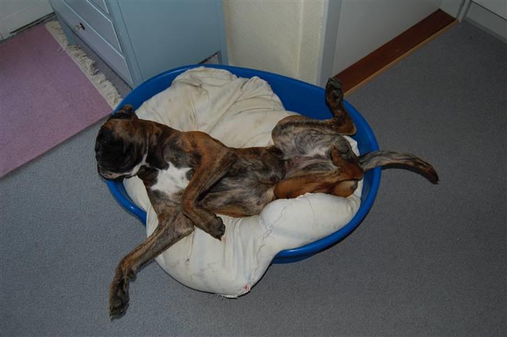 Boxer Ana - Yndlings sted  billede 17