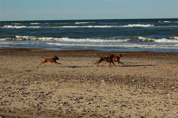 Boxer Ana billede 18