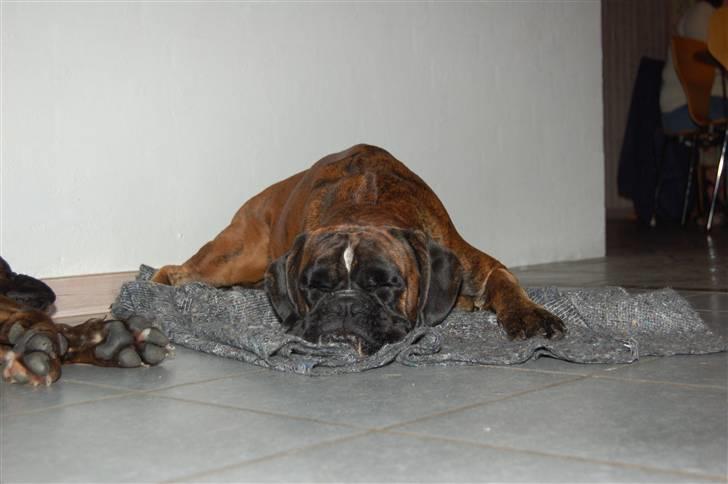 Boxer Ana billede 19