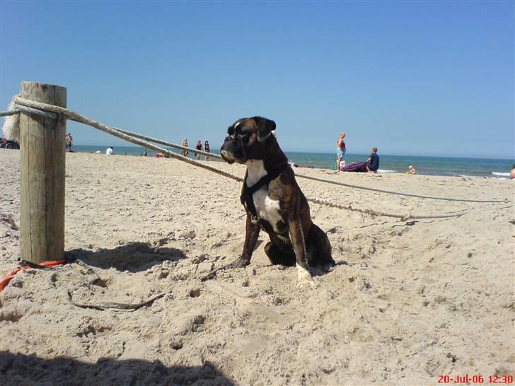 Boxer Bonnie **RIP** billede 1