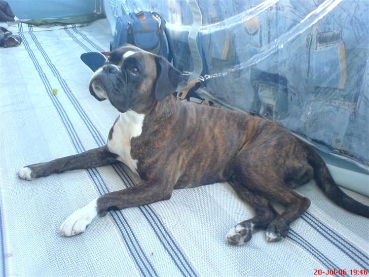 Boxer Bonnie **RIP** billede 9